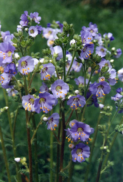 Polemonium boreale en fleurs sur des éboulis arctiques